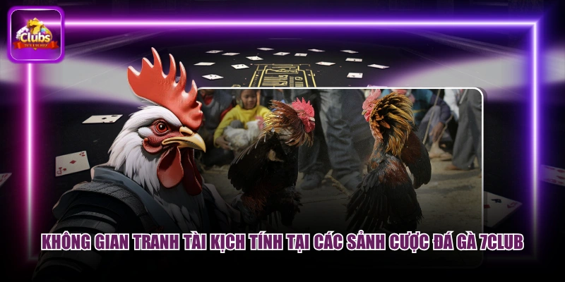 Không gian tranh tài kịch tính tại các sảnh cược đá gà 7CLUB